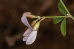 Creeping lespedeza